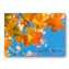 Clear Blue Sky with Fall Leaves Thanksgiving Card